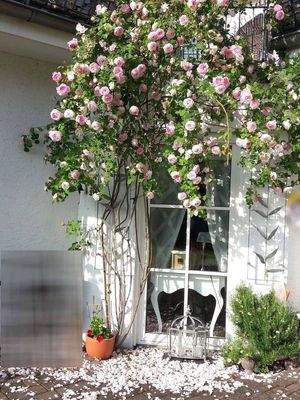 Rosenstock vor dem Esszimmer