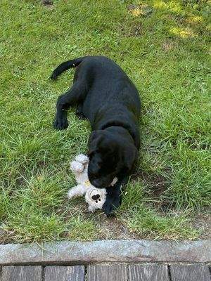 Endlich bekommen Ihre Kinder einen eigenen Hund!