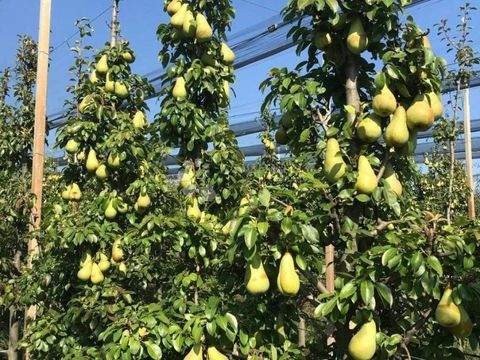 Beli Manastir Bauernhöfe, Landwirtschaft, Beli Manastir Forstwirtschaft