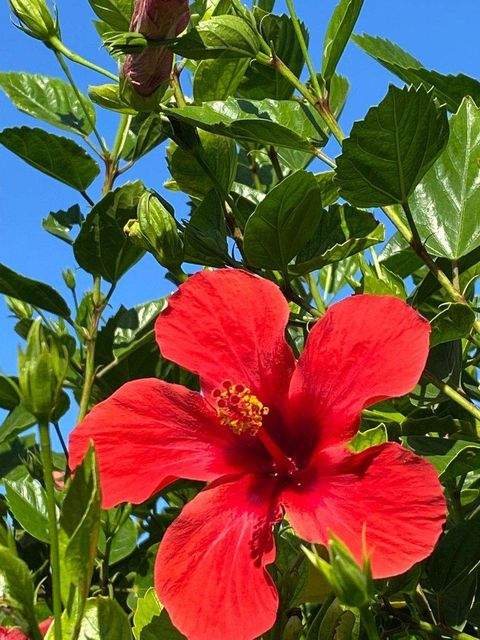 Glauchau Grundstücke, Glauchau Grundstück kaufen