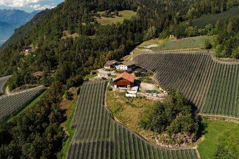 Vöran Bauernhöfe, Landwirtschaft, Vöran Forstwirtschaft