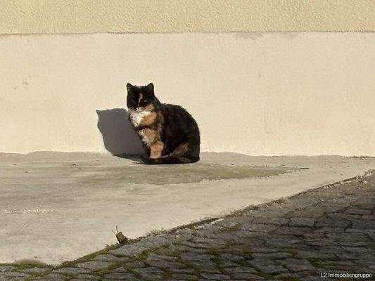 Hofkatze (unverkäuflich;-))