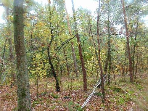 Waldgrundstück Bild 3.jpg