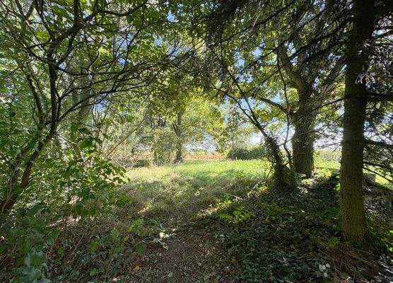 ...gewachsene Grünfläche