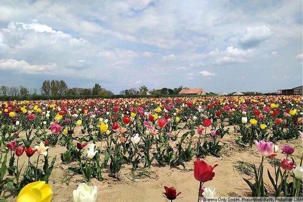 der Frühling kommt!