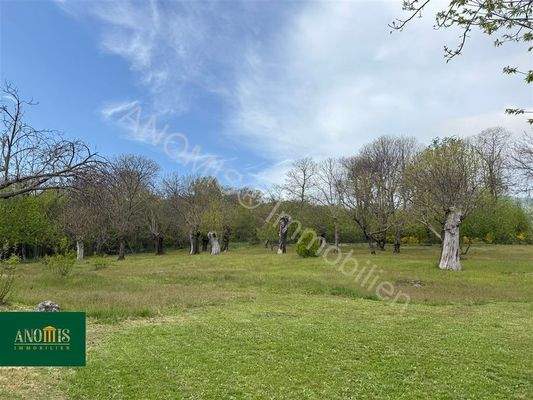 1 Hektar Kastanienwald