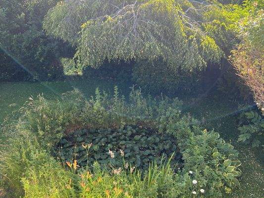 Garten mit Teich