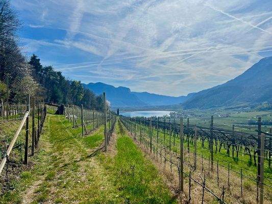 Kaltern-KalternamSee-KalternanderWeinstraße-Caldaro-Caldaroallago-Caldarosullastradadelvino-Weingarten-Weingut-vegneto-vigneti-Ruländer-Sonne-sole-Wein-Vino-Kaufen-acquistare