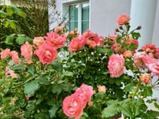 Rosenstöcke im Sommer