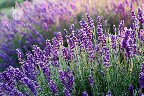 Lavendel