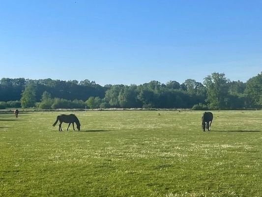 Blick auf Pferdewiese (DHH WE 1)