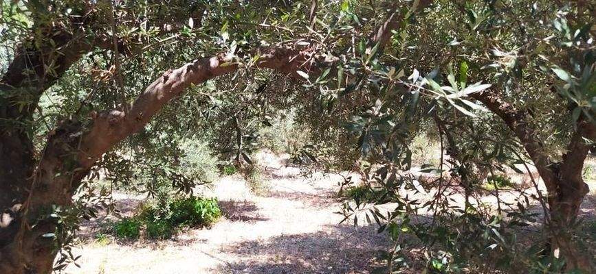 Kreta, Daratsos: Grundstück in ruhiger Lage neben der Stadt Chania zu verkaufen