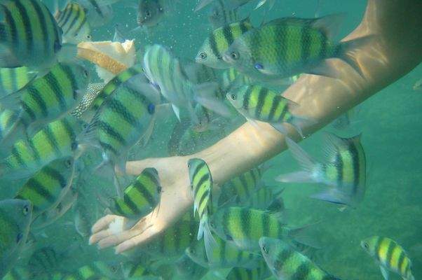 Schnorcheln Thailand