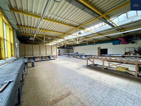 Tamm Halle, Tamm Hallenfläche