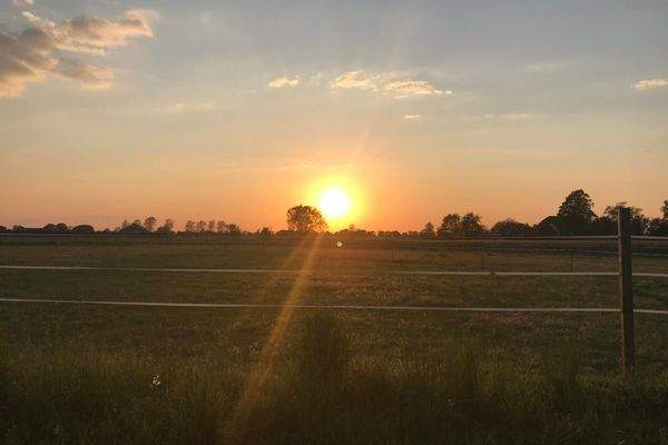 Die Weide samt Sonnenuntergang