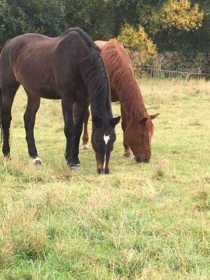 Weideland mit Stallungen