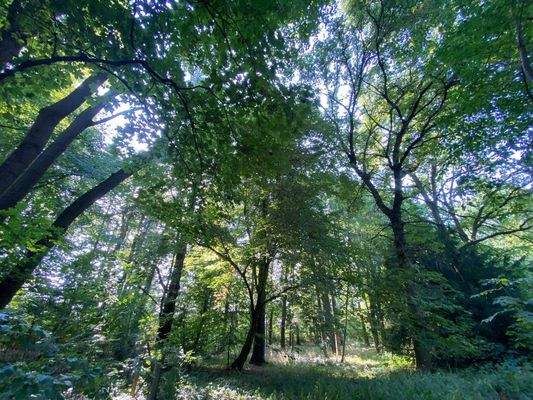 Schlosspark (21).JPG