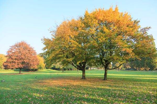 Umgebung - Parks an Alster und Stadtpark 
