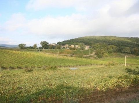 Montalcino Grundstücke, Montalcino Grundstück kaufen