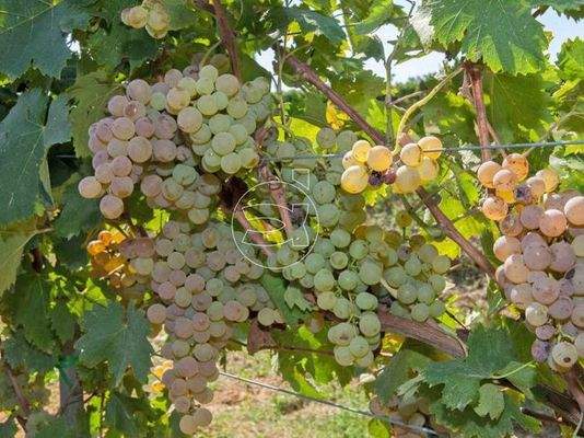 Herrliches Anwesen | Arezzo