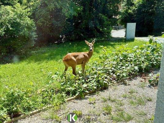 Besuch auf der Terrasse