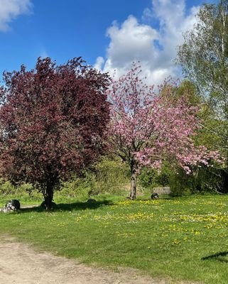 Garten im Frühjahr