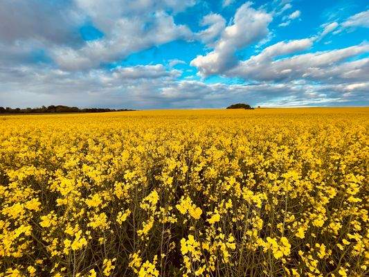 Umgebungsbild Alt Reddevitz