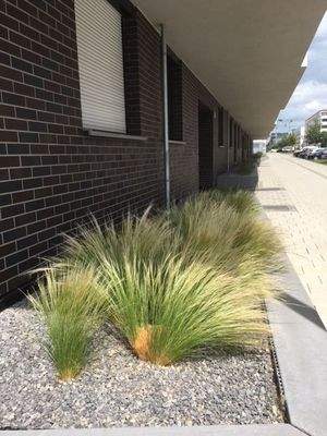 Begruenung_Hauseingang