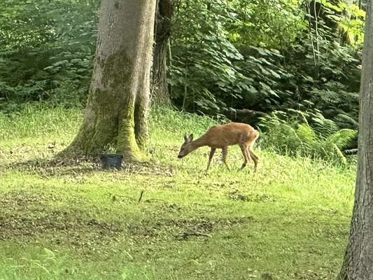 Besuch auf dem Waldgrundstück