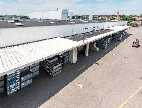 Markgröningen Halle, Markgröningen Hallenfläche