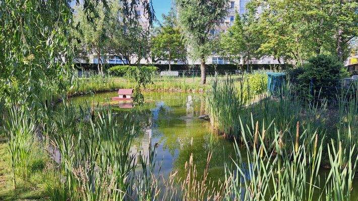 idyllischer Teich mit Entenhaus