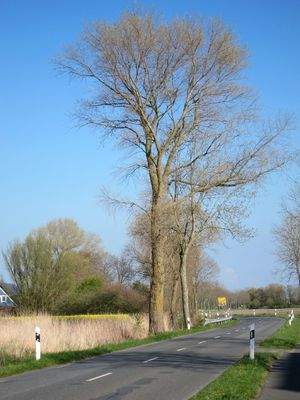 Ortseingang von Cappel-Neufeld