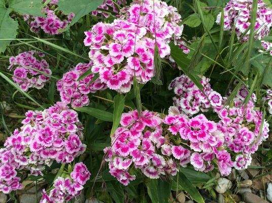 Kletterrosen im Garten