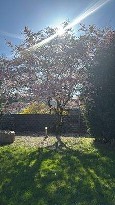 Außenanlagen - Kirschbaum