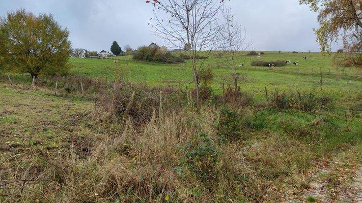 Umgebung Pferde....jpg