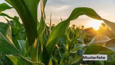 Bruchköbel Bauernhöfe, Landwirtschaft, Bruchköbel Forstwirtschaft