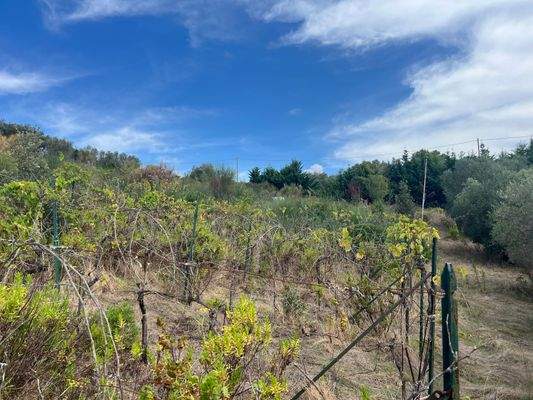 Alter Weinberg Grundstück Follonica Meerblick