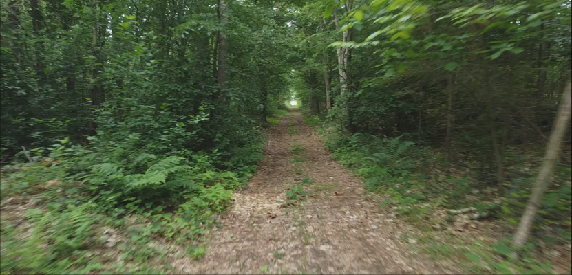 90 jähriger Kiefernbestand mit hohem Laubholzanteil 