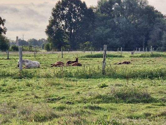 5 Hektar arrondiertes Weideland 