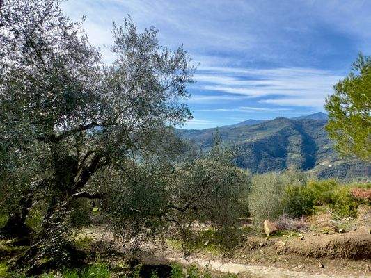 DA958_07 TERRA ITALIA IMMOBILIEN_LIGURIEN_DOLCEACQ