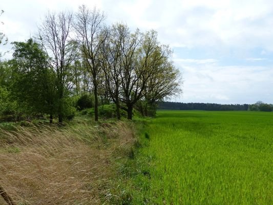 westliche Grundstücksgrenze