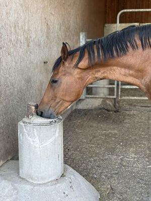 Frostsichere Tränken