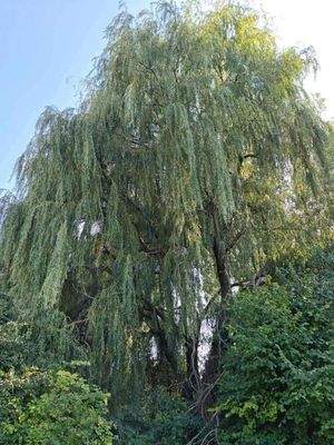 received_682064037330697 (1).jpeg