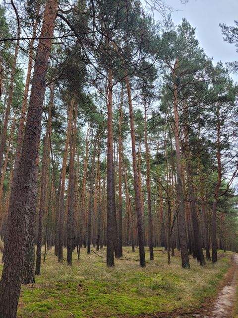 Tauche Bauernhöfe, Landwirtschaft, Tauche Forstwirtschaft