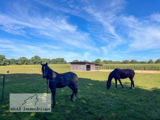 Weide mit Offenstall