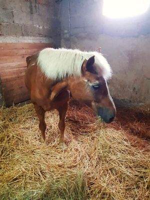 Pferdebox (Scheune).jpg