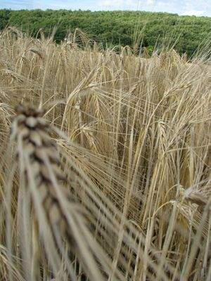 Getreide 9
