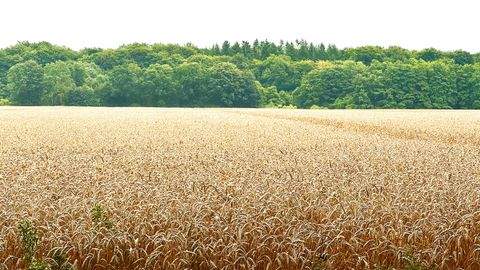 Gallin-Kuppentin Bauernhöfe, Landwirtschaft, Gallin-Kuppentin Forstwirtschaft