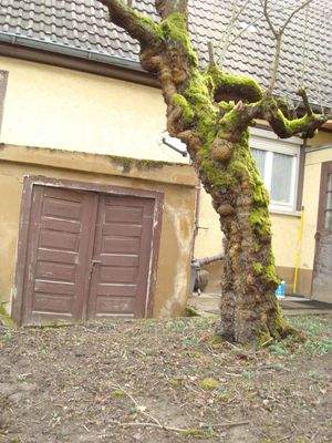 Garten - Eingang Gewölbekeller