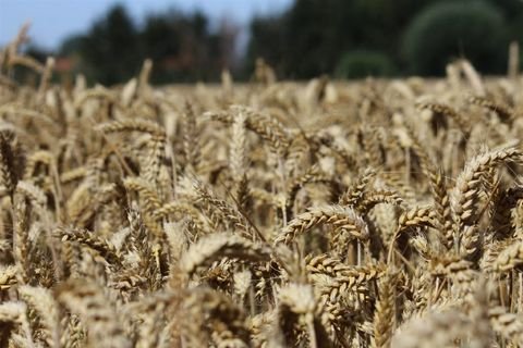 Quernheim Bauernhöfe, Landwirtschaft, Quernheim Forstwirtschaft